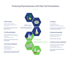 Producing Phytochemicals with Plant Cell Fermentation
